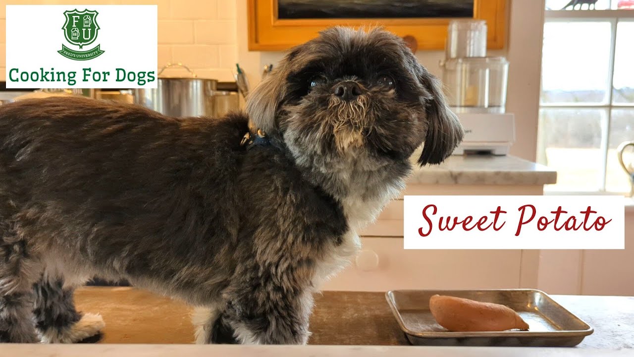 Cooking School For Dogs: Sweet Potato