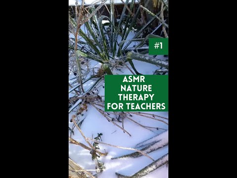 ASMR Nature Therapy for Teachers: Adam's Needle #shorts