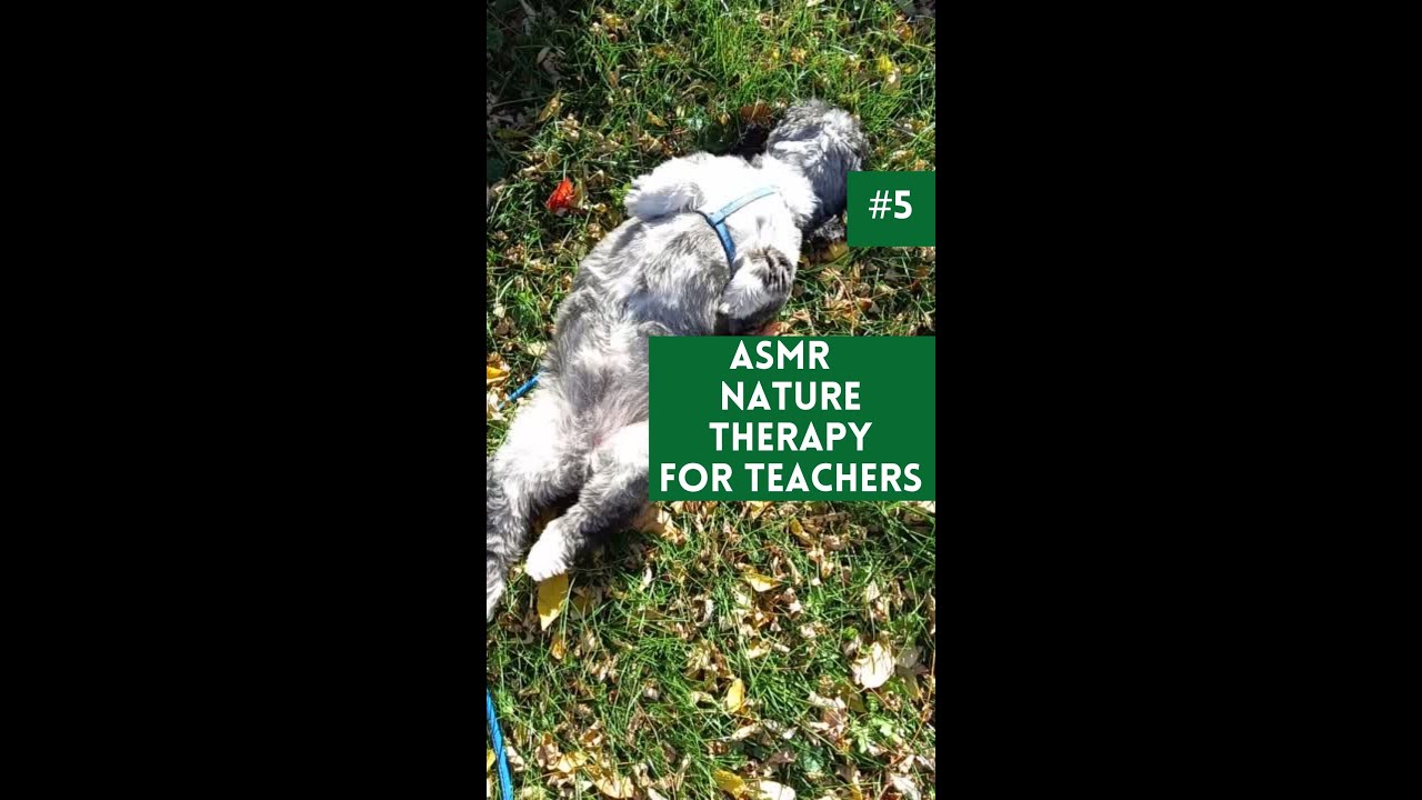 ASMR Nature Therapy for Teachers #5 Your Work is Work Dog in Leaves