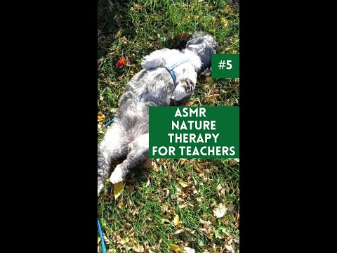 ASMR Nature Therapy for Teachers #5 Your Work is Work Dog in Leaves