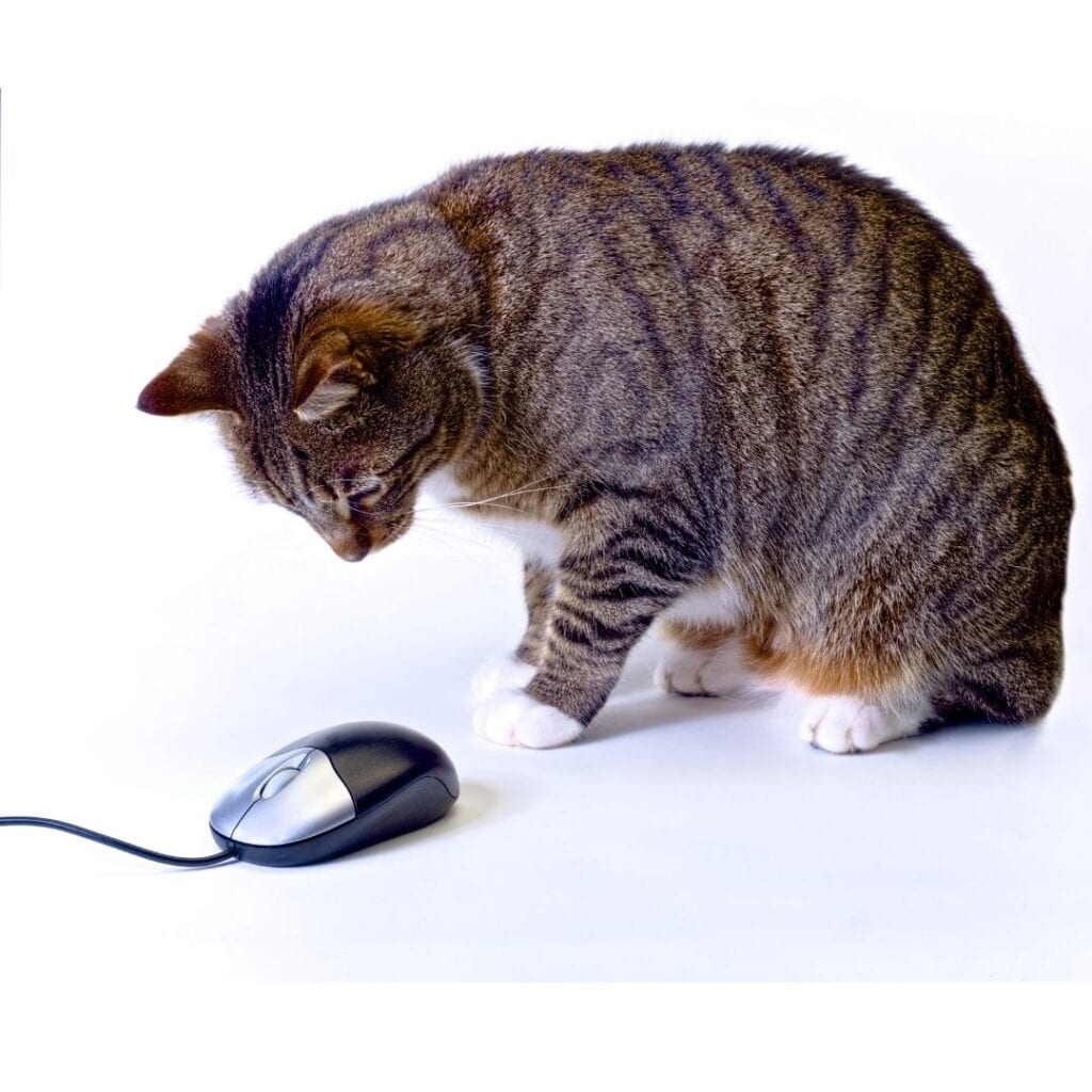 Cat examines a computer mouse in a photo on white background.