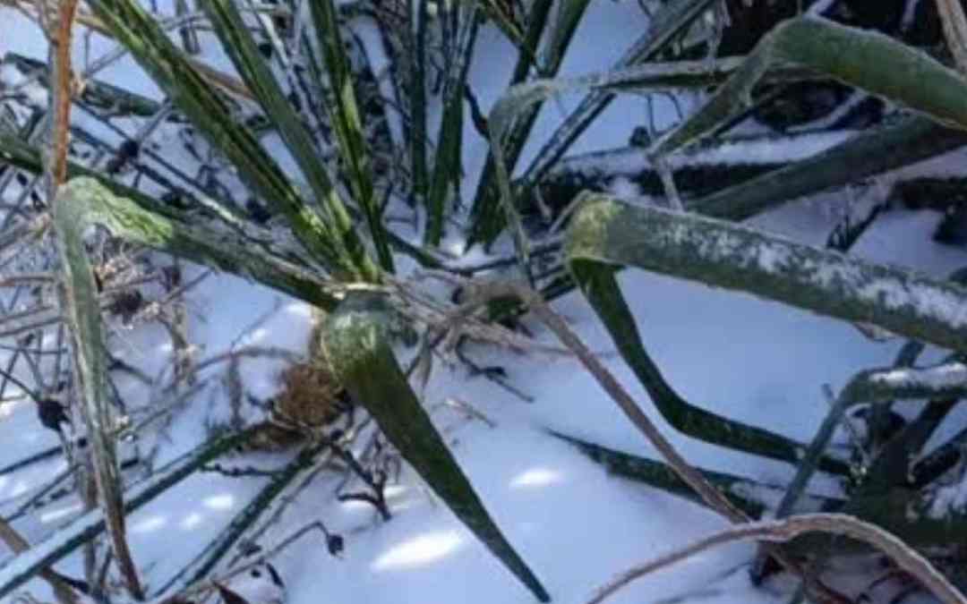 ASMR Nature Therapy For Teachers: Adam’s Needle