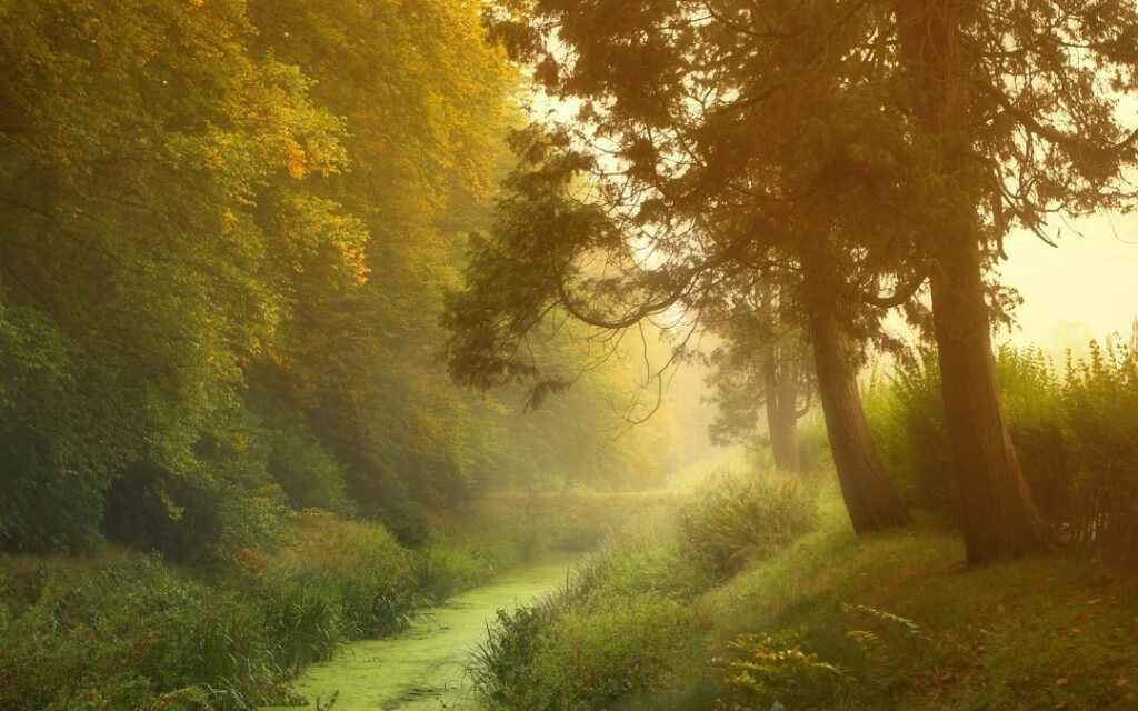 misty green pathway in a forest illustrates Dark Academia